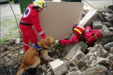  12 σκύλοι έρευνας & διάσωσης της Ελληνικής Ομάδας Διάσωσης εκπαιδεύονται στο Χορτιάτη 