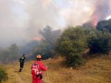 Δασικές πυρκαγιές: Ο απολογισμός του καλοκαιριού και η δράση της ΕΟΔ